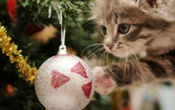 Christmas-Cat Christmas-Cat
