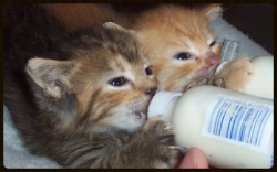 bottlefed5 bottlefed5