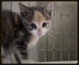 foster a kitten 2 foster a kitten 2