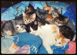 kittens 1.31.15 kittens 1.31.15