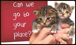 save-a-kitten-can-we-go-to-your-place 2 save-a-kitten-can-we-go-to-your-place 2
